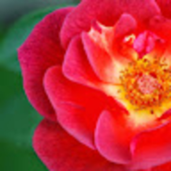 Meet your Posher, Katie - Picture 1 of 1